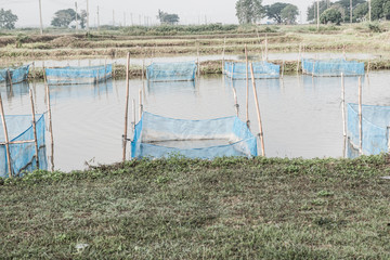 Fish cages in farm