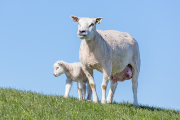 Naklejka na ściany i meble Sheep and little lamb in Dutch field