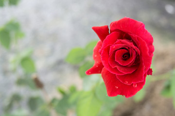 Single red rose