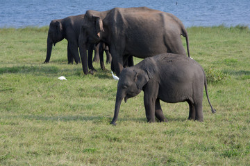 Fototapeta premium Elefanten in Sri Lanka