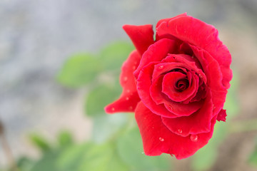 The single red rose
