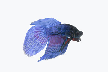 Blue siamese fighting fish, betta isolated on white background.