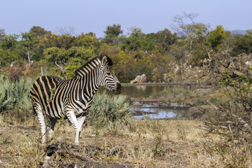 Plains zebra in Kruger National park, South Africa