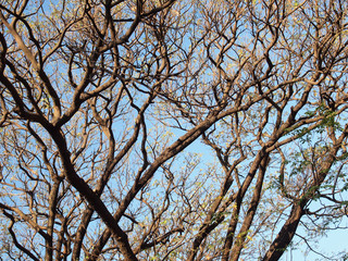 Leafless trees with branches