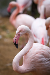 Portrait of a beautiful pink flamingo (Phoenicopterus roseus)