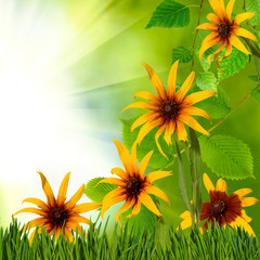 Image of beautiful flowers in garden closeup
