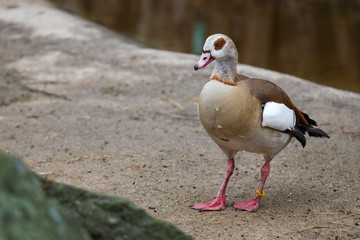 Egyptian Goose (Alopochen aegyptiacus) standing at water