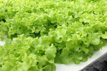 Hydroponics vegetable