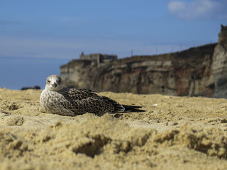 Vogel im Sand
