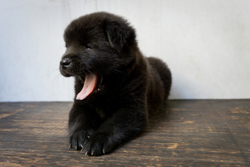 The black puppy