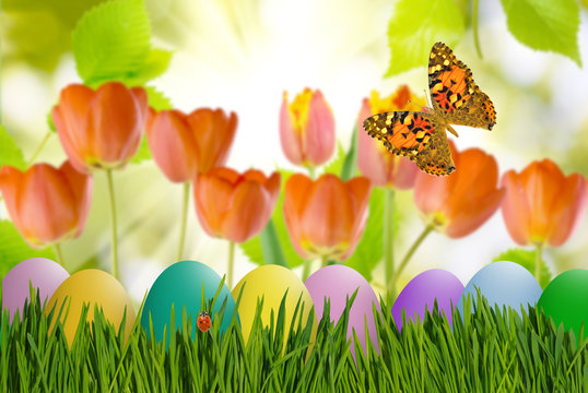 aster eggs in grass, butterfly on sky background and flowers