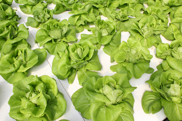 Hydroponics vegetable