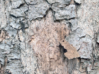 Tree bark texture
