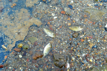 Small fish die on the dirty beach