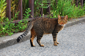 こちらを振り向いている一匹の猫