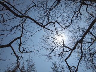 Leafless trees with branches