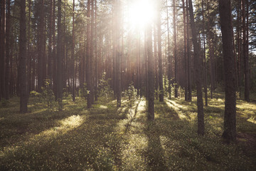 Fir forest on a summer day