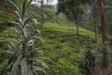 Teeplantage in Sri Lanka