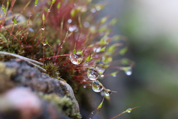 Moss after rain