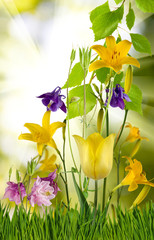 Image of many flowers in garden closeup