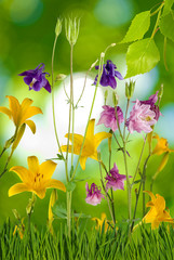 Fototapeta na wymiar Image of many flowers in garden closeup