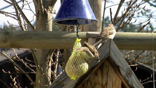 Ein Spatz am Vogelhaus und einer am Meisenkn&ouml;del - gleichzeitig fliegen beide weg