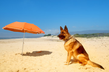German shepherd sunbathes on the sunny beach of Atlantic ocean near the big bright orange beach umbrella.