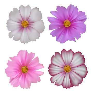 Set of cosmos flowers isolated on white background