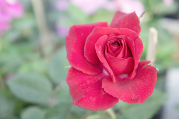 red rose flowers  in the garden , colorful rose