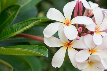 Obraz premium white plumeria flowers