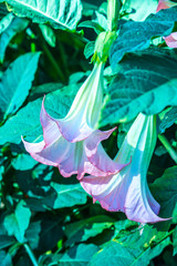 Datura flowers on tree
