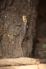 yellow headed lizard on a tree