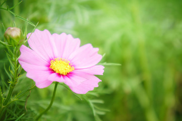 pink flowers in the garden , cosmos beautiful flowers sunlight in the morning pastel style vintage