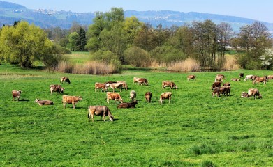 élevage...suisse agraire