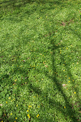 frische grüne Blätter, gelbe Blumen und einige welke Blätter vom Vorjahr im Schatten von nahen Bäumen an einem sonnigen Tag im Frühling