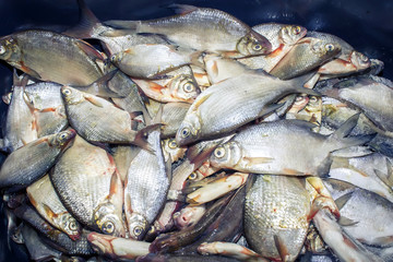 fresh caught river fish