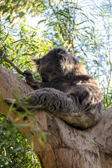 Koala - Great Ocean Road