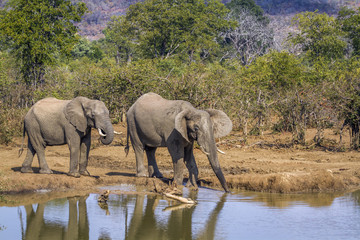 African bush elephant in Kruger National park, South Africa