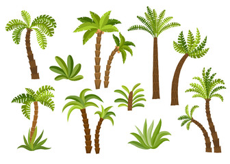 Decorative palm trees set.