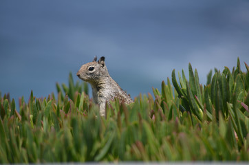 peek-a-boo squirrel