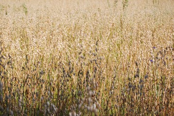 Oats field