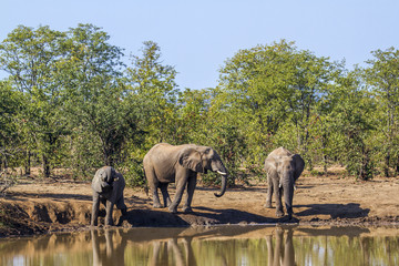 Fototapeta premium African bush elephant in Kruger National park, South Africa