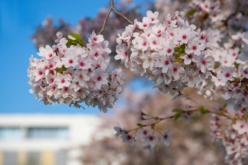 Frühling