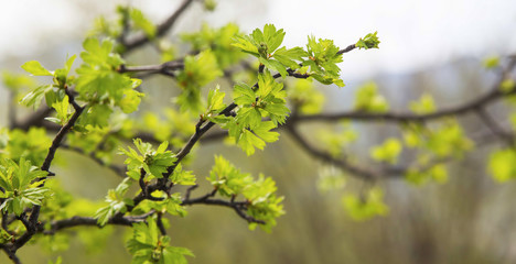 Spring tree green buds with leaves.Springtime season freshness in the nature, green trees