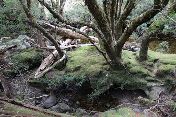 Wald auf Tasmanien