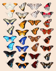 Collection of butterflies