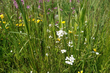 Polne kwiaty - wiosna © Dzikie Wino