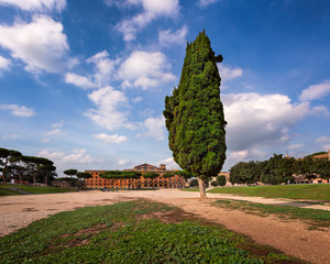 Cypress Tree on Circus Maximus, Ancient Roman Stadium near Palatine Hill, Rome, Italy