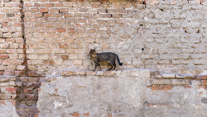 Alley cat standing in front of a brick wall