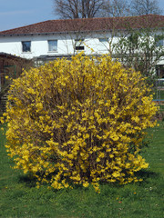 Ginsterhecke